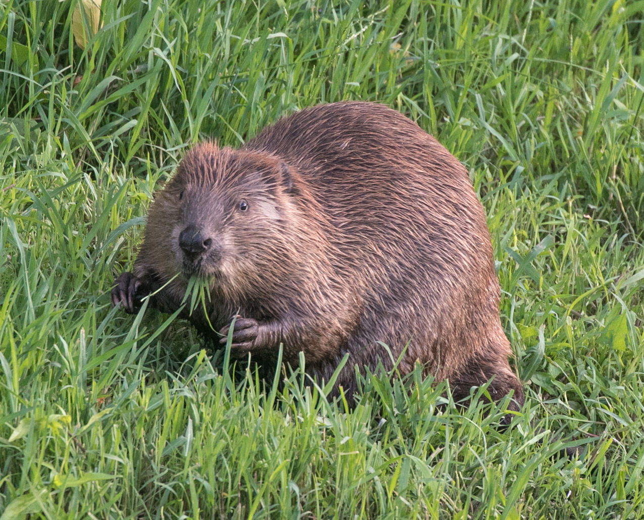 Beaver Lodge
